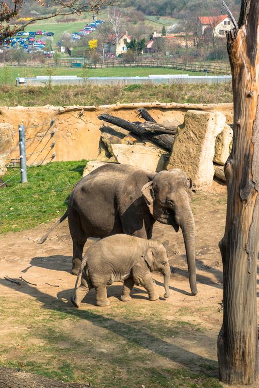 Foto: The first cruceros to the zoo this year were… – 27