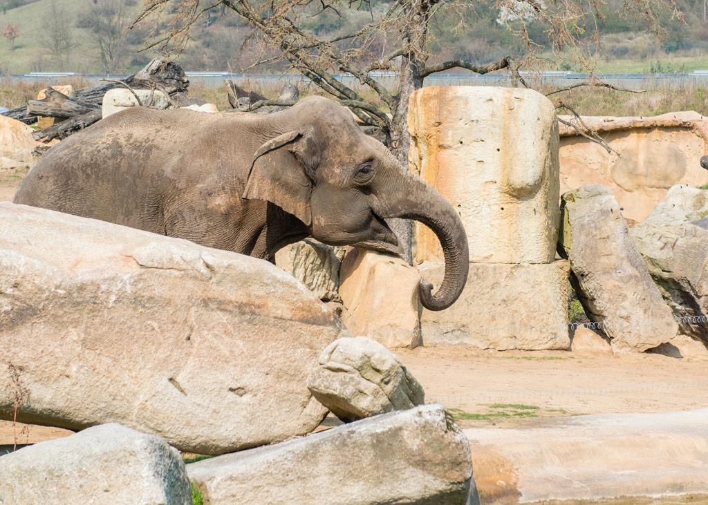 Foto: The first cruceros to the zoo this year were… – 30