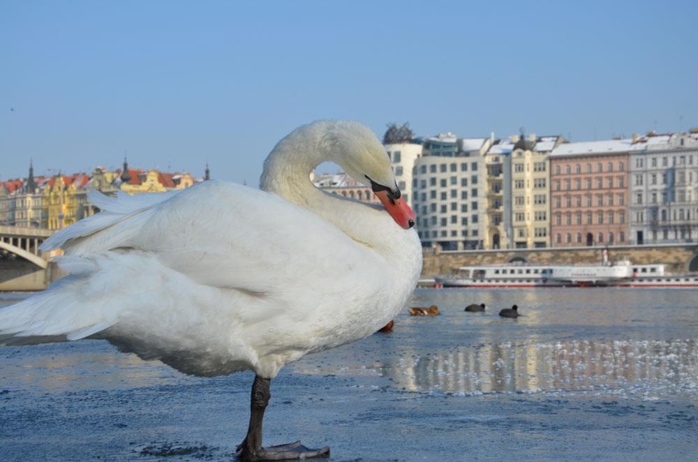 Photo : Zimní croisière Prague – 30