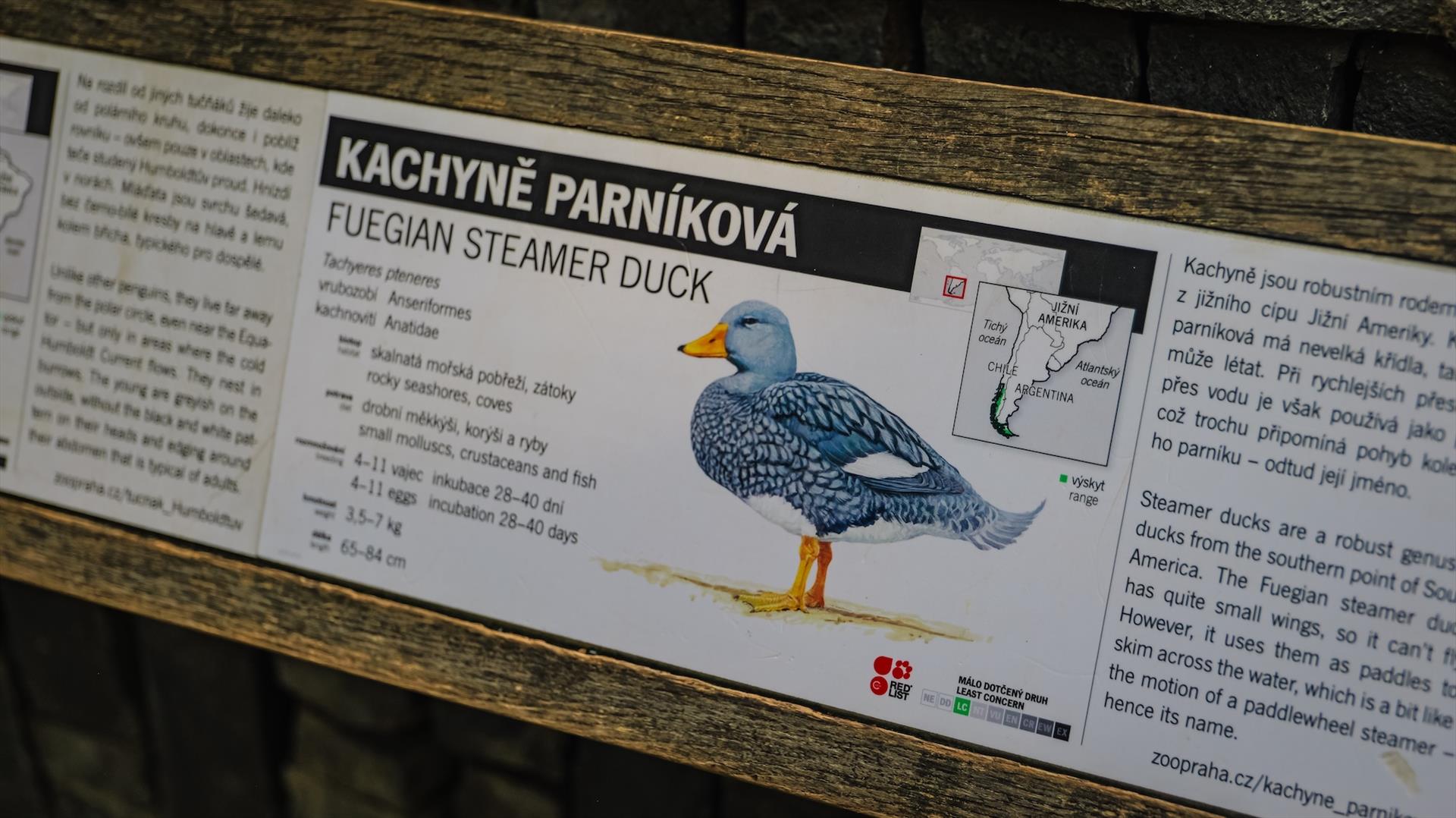 Pražská paroplavba se stala kmotrem et sponzorem kachyní parníkových v pražské zoo Pražská paroplavba se stala kmotrem et sponzorem kachyní parníkových v pražské zoo