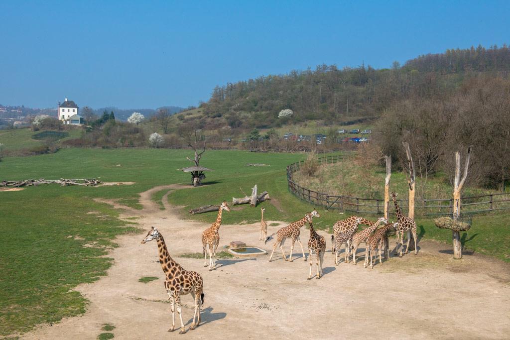 Foto: The first cruceros to the zoo this year were… – 21