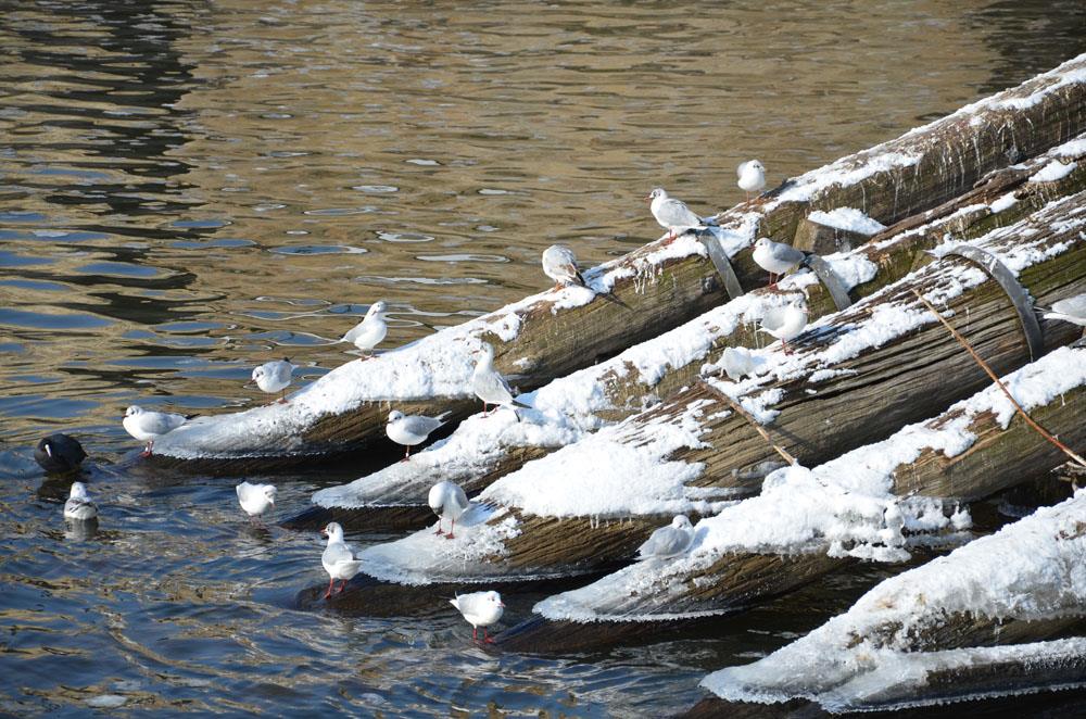 Foto: Fahrten auf der Moldau – zima 2012/2013 – 19