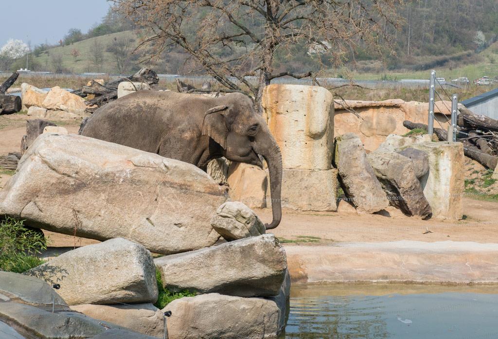 Foto: The first cruceros to the zoo this year were… – 29