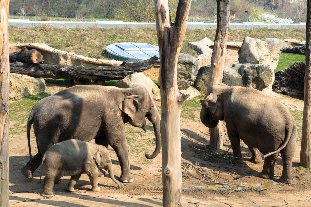 Foto: The first cruceros to the zoo this year were… – 28