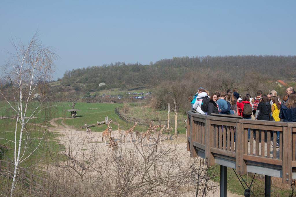 Foto: The first cruceros to the zoo this year were… – 20