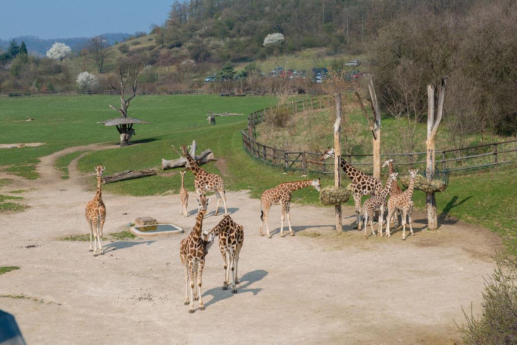Foto: The first cruceros to the zoo this year were… – 22