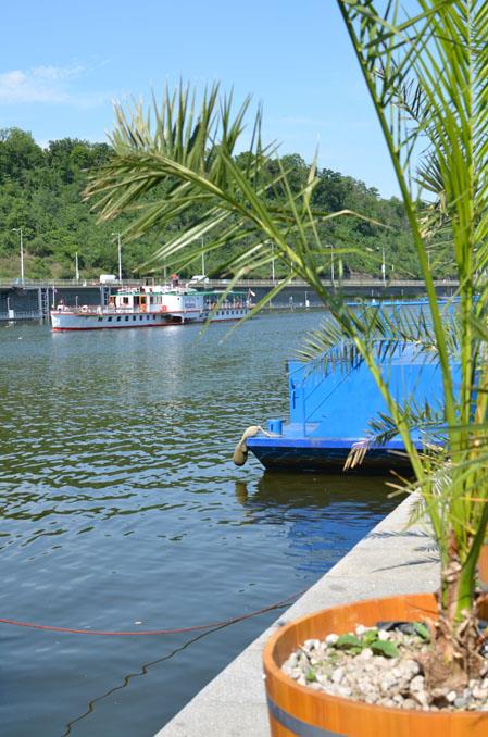 Photo: Palm trees on Dvorak embankment – 8