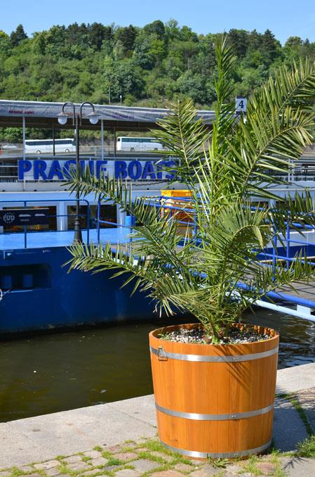 Photo: Palm trees on Dvorak embankment – 4