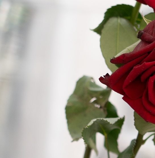 Svatba na lodi Bohemia Rhapsody