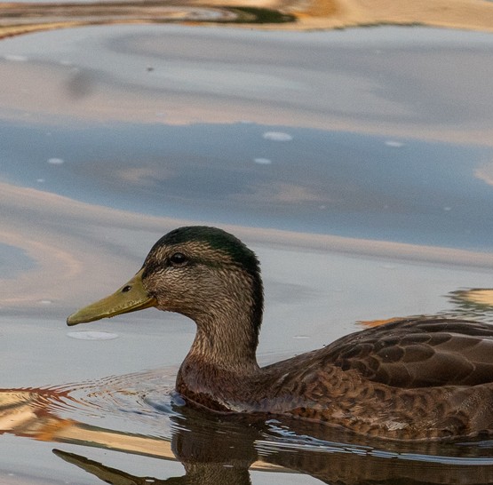 Svatební after party na lodi Agnes de Bohemia