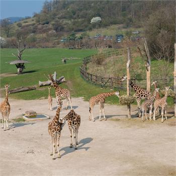 První plavby do zoo letos zahájil parník Vltava