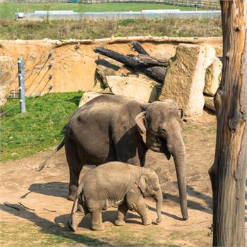 První plavby do zoo letos zahájil parník Vltava