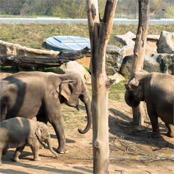 První plavby do zoo letos zahájil parník Vltava