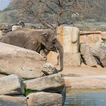 První plavby do zoo letos zahájil parník Vltava