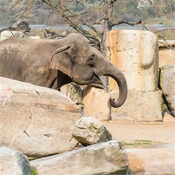 První plavby do zoo letos zahájil parník Vltava